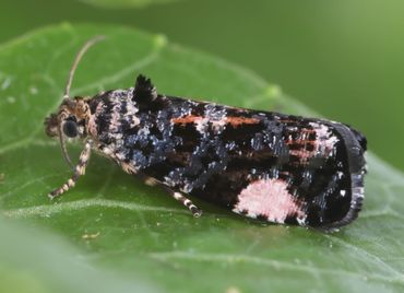 De micro's hebben vaak prachtige namen, zoals deze eierdopmot (Argyroplose externa)