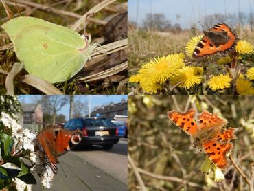 Vlinderoverwinteraars: boven citroenvlinder & kleine vos, onder dagpauwoog & gehakkelde aurelia