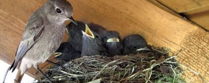 zwarte roodstaart nest Wikipedia GNU Free Documentation license