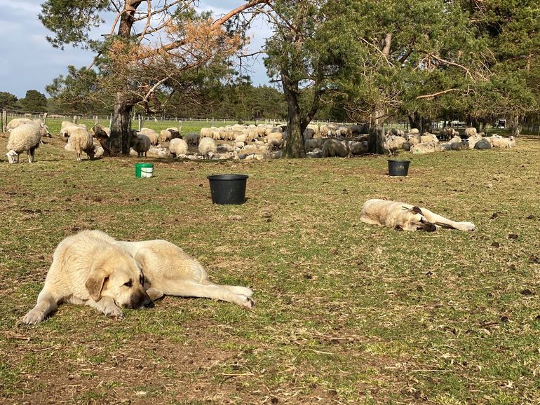 De kuddebeschermingshonden moeten wennen aan hun nieuwe leven en zijn moe na een dag op de hei
