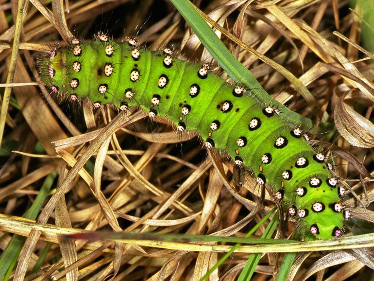 Rups van de nachtpauwoog