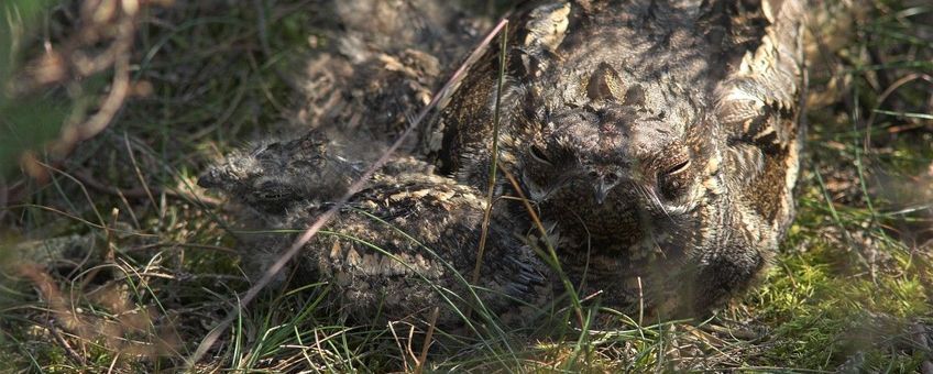 Caprimulgus europaeus. Nachtzwaluw