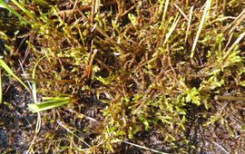 Cor Klein Geel Schorpioenmos, Hamatocaulis vernicosus in de Meppelerdieplanden
