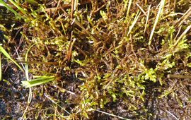 Geel Schorpioenmos, Hamatocaulis vernicosus in de Meppelerdieplanden