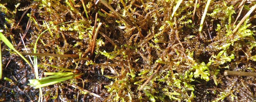 Geel Schorpioenmos, Hamatocaulis vernicosus in de Meppelerdieplanden