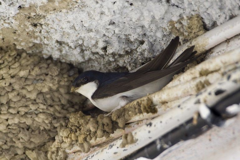 Huiszwaluw met nest