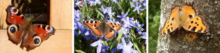 Vlinders die vooral in holle bomen, schuurtjes, bunkers en op zolders overwinteren, v.l.n.r.: dagpauwoog, kleine vos en grote vos