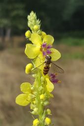 Episyrphus balteatus 27, Snorzweefvlieg