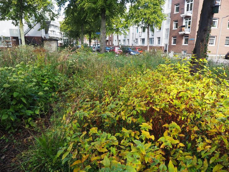 Park 1943: een stukje wilde natuur midden in de stad