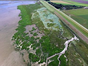 Gezonde schorren hebben een golfremmende werking en beschermen daardoor onze dijken bij hoge waterstanden. (Schor van Hellegat in de Westerschelde)