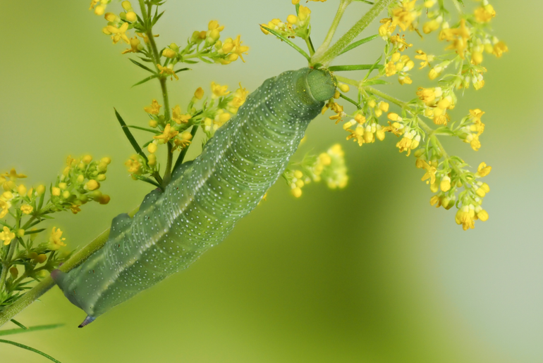 De rups van de kolibrievlinder eet vooral walstro