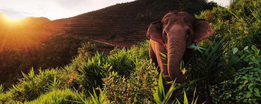 Aziatische olifant in Yunnan, China.