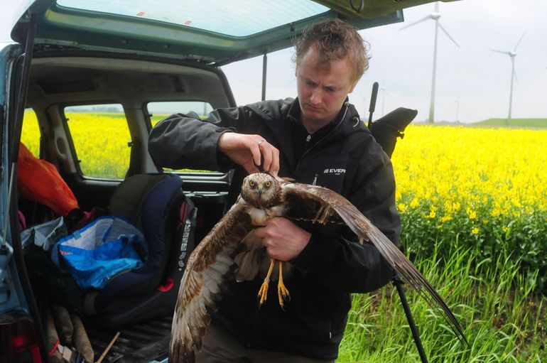 Raymond Klaassen rust mannetje bruine kiekendief uit met UvA-BiTS GPS-logger