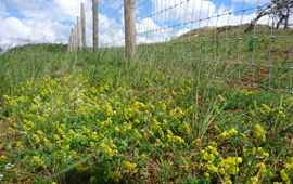 Exclosure in de Waterleidingduinen