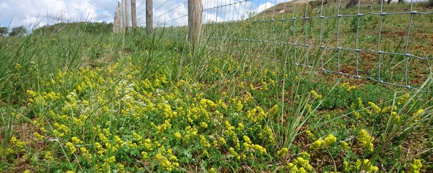 Exclosure in de Waterleidingduinen