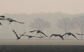 Koen de Koning, Wageningen University Kraanvogels