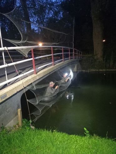 Vang- en zenderactie van meervleermuizen in Rotterdam