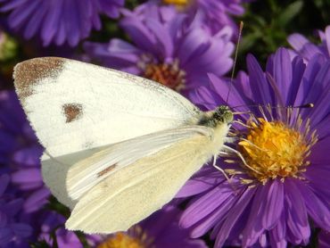 Een mannetje van het scheefbloemwitje, wat minder sterk getekend dan het vrouwtje