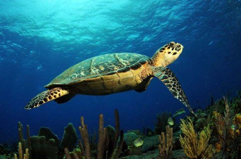 Karetschildpad in Caribisch Nederland