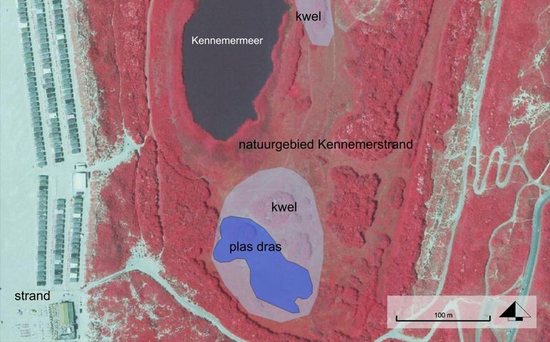 Natuurgebied Kennemerstrand met kwelzones en plas-drasgedeelte
