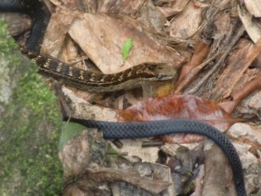 De roodbuik slang (Alsophis rufiventris) komt alleen nog voor op Saba en St. Eustatius. 