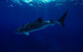 Jurgen Freund WWF Walvishaai