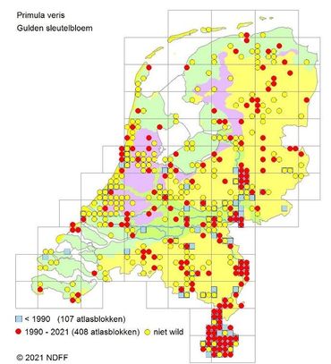 Waar in Nederland komen gulden sleutelbloemen voor? Dat kun je goed zien op de kaart van de Verspreidingsatlas (NDFF)