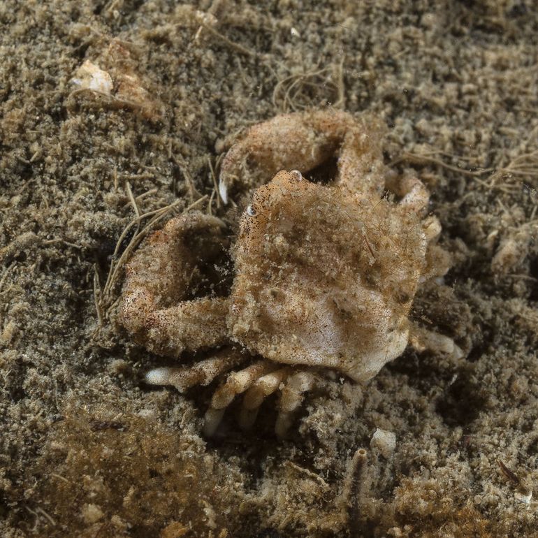 De Gladde kiezelkrab op de slib-zandbodem van Den Osse (Nieuwe Kerkweg)