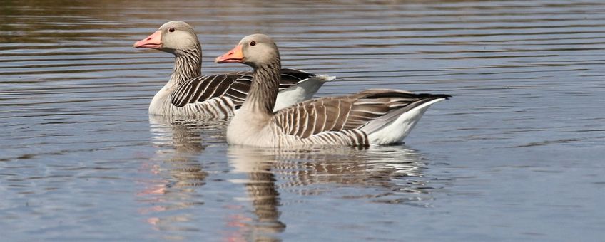 Grauwe gans