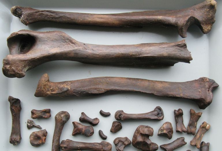 De aangetroffen botten van de 'bruine beer van Noordwijk'