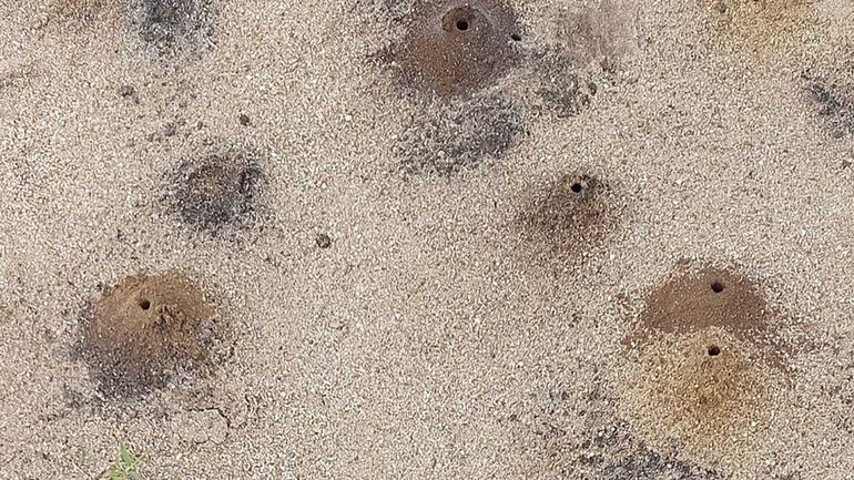 Zandbijen gebruiken de zanderige heideplekken voor hun nestheuvels