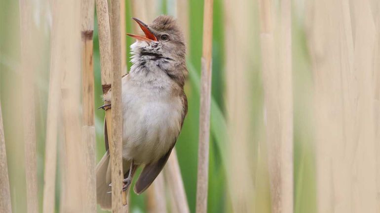 De grote karekiet heeft overjarig riet nodig. Ze bouwen hun nest er in