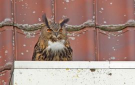 Harvey van Diek Roepende oehoe-man in Gelderland.