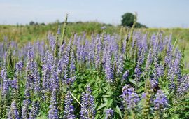 Veld met lange ereprijs in de Vechterweerd