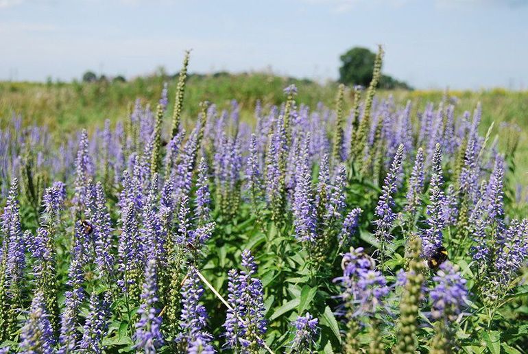 Veld met lange ereprijs in de Vechterweerd