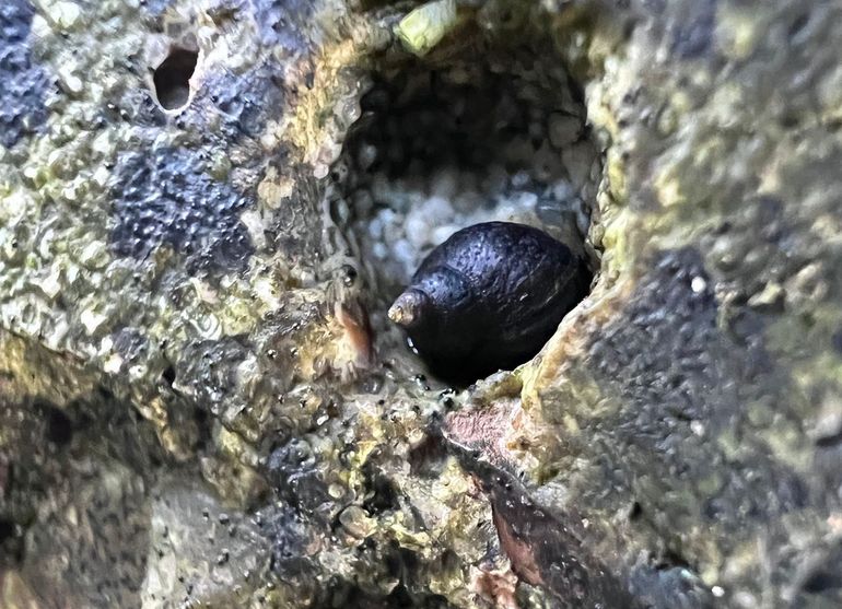 Na jaren weer ontdekt, al klauterend over de 'rotsen' bij Hoek van Holland. De in ons land zeldzame Kleine alikruik (Melarhaphe neritoides). Veilig in een holletje, net als verderop enkele broertjes