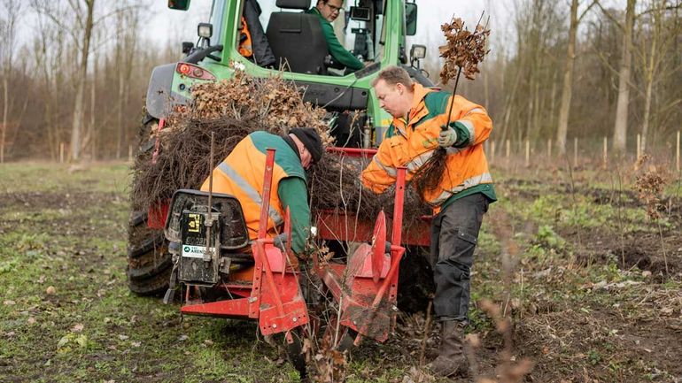 De jonge boompjes gaan vanaf eind december de grond in, als ze volledig in winterrust zijn