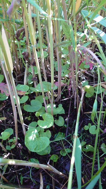 Moerasviooltjes tussen het riet