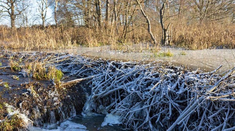 Met dammenbouw verrijken bevers de omgeving, hier profiteren veel soorten van