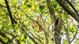 Secundair nest of zomernest van een geelpoothoornaar op 20 september 2026