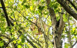 Secundair nest of zomernest van een geelpoothoornaar op 20 september 2026