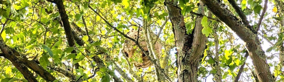 Secundair nest of zomernest van een geelpoothoornaar op 20 september 2026