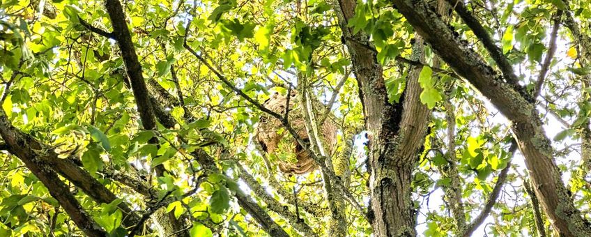 Secundair nest of zomernest van een geelpoothoornaar op 20 september 2026
