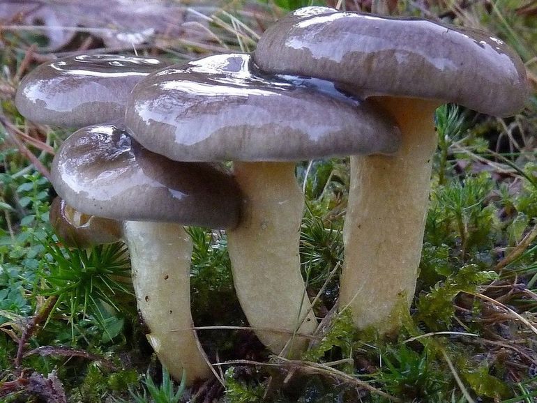 Dennenslijmkop heeft een slijmerige, olijfbruine hoed en een slijmerige steel