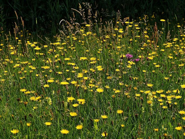 Gewoon biggenkruid kan schrale graslanden geel kleuren maar je komt haar ook tegen op de stoep