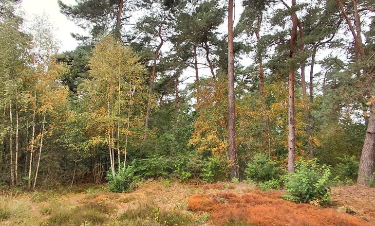 Berken kleuren geel door de droogte