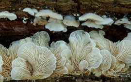 Clitopilus hobsonii, Gewone schelpjesmolenaar