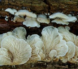 Clitopilus hobsonii, Gewone schelpjesmolenaar