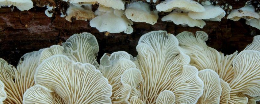 Clitopilus hobsonii, Gewone schelpjesmolenaar