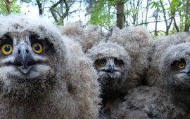 Bubo bubo, Oehoe (origineel van Saxifraga is bijgesneden tbv leadfoto Natuurjournaal)